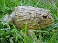 Pyxicephalus adspersus 19